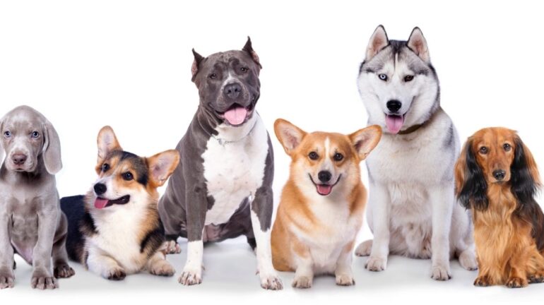Cani e classificazione per dimensioni: taglia piccola, media e grande