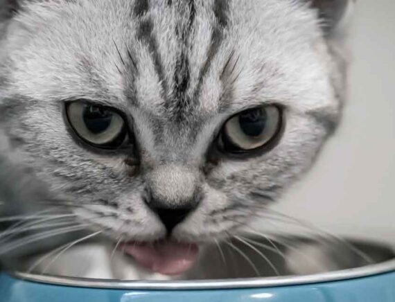 Migliore mangiatoia automatica per gatti