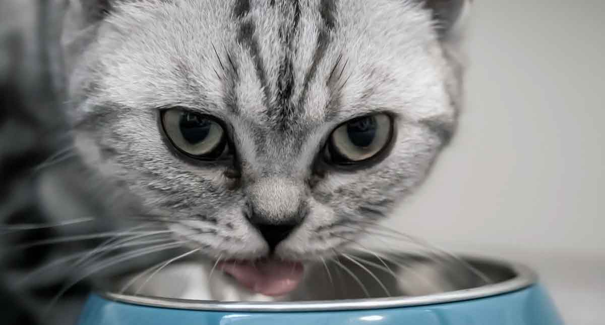 Migliore mangiatoia automatica per gatti