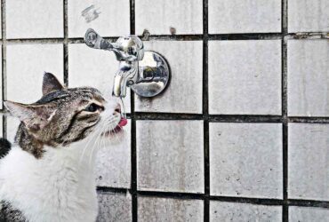 Migliori fontanelle per gatti