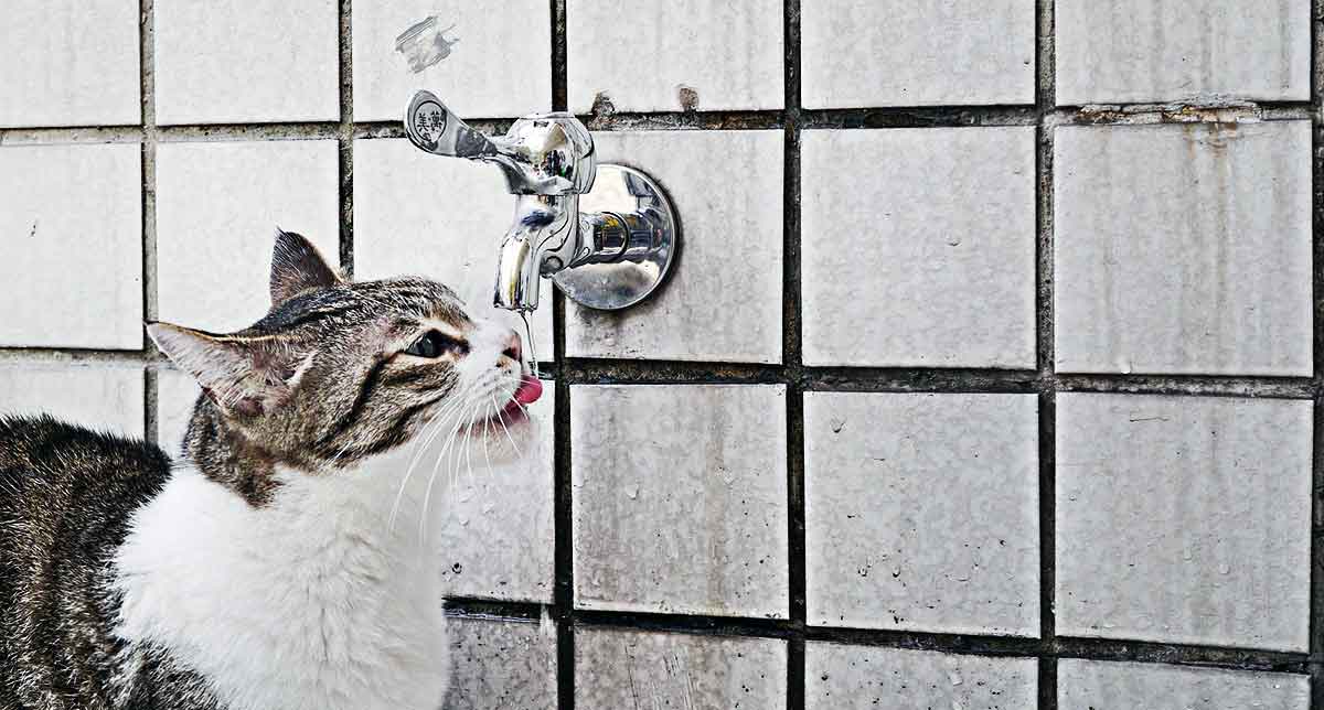 Migliori fontanelle per gatti