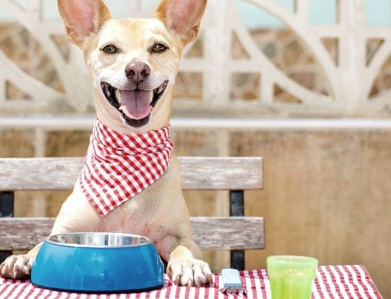 I cani e il tuo cibo: a cosa prestare attenzione