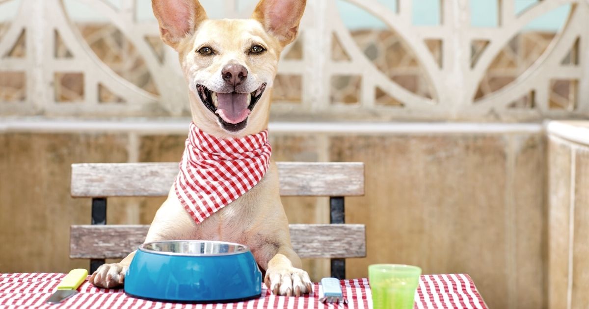 I cani e il tuo cibo: a cosa prestare attenzione