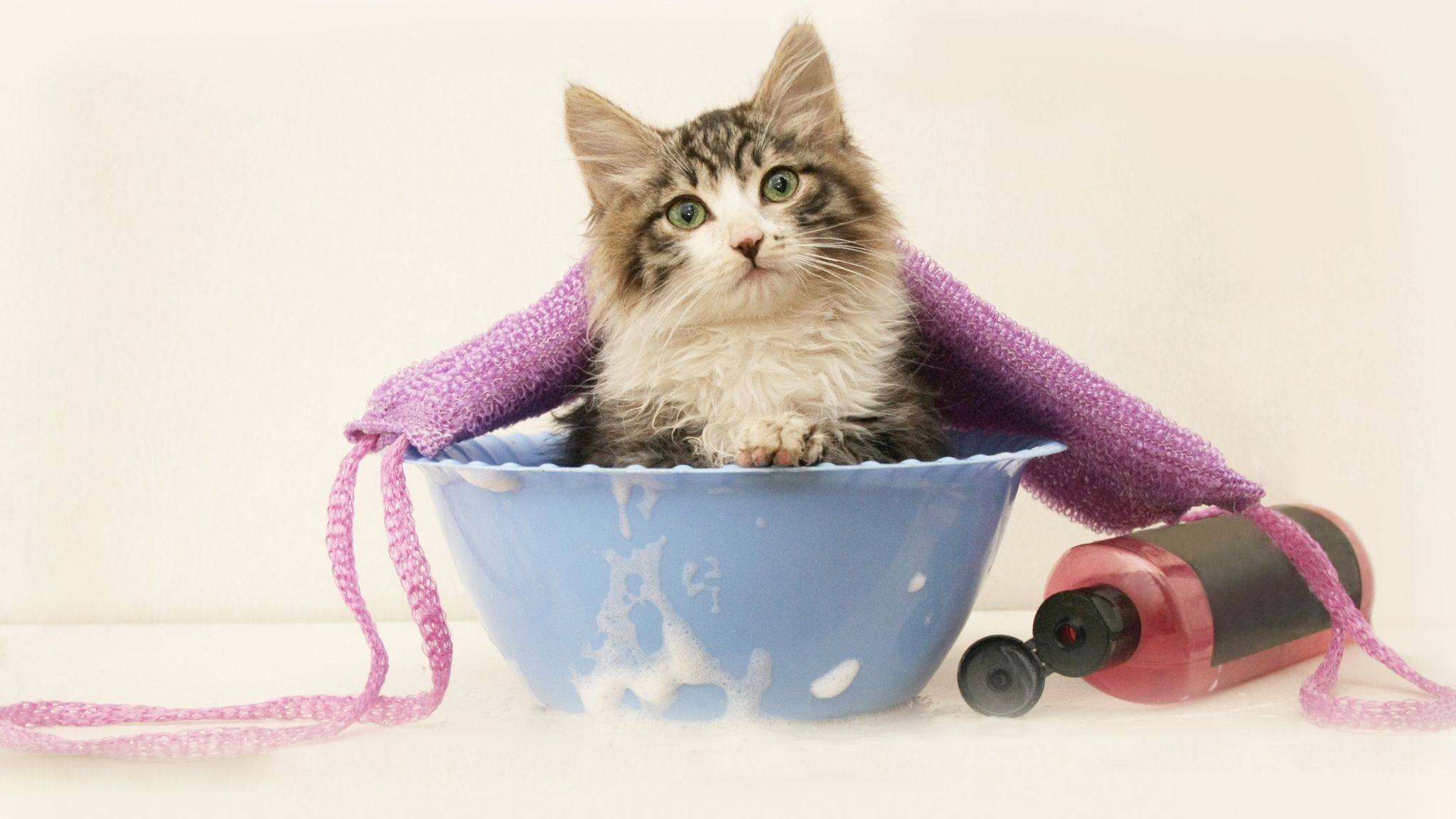 Come fare il bagno al gatto: tutto ciò che devi sapere