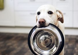 Pasti del cane: la corretta gestione dell’alimentazione