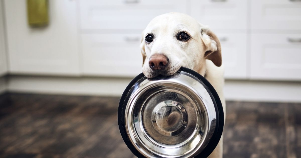 Pasti del cane: la corretta gestione dell’alimentazione