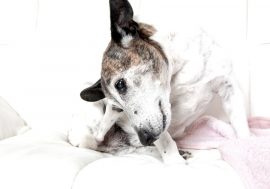 Dermatite cane: come prevenirla ed affrontarla