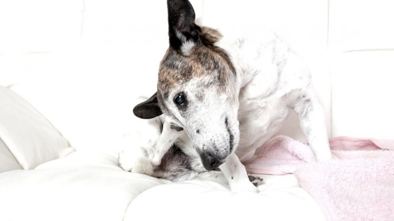 Dermatite cane: come prevenirla ed affrontarla