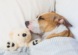 La posizione della cuccia del cane: dove dovrebbe dormire?